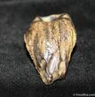 Inch Shed Triceratops Tooth #758-2